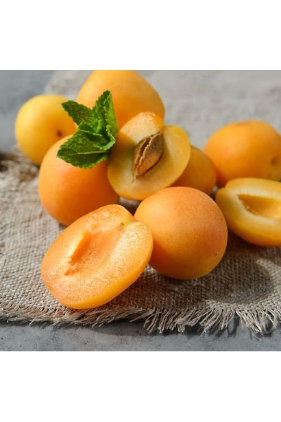 Абрикос Голд Річ ранній | Абрикос Голд Рич ранний | Prunus armeniaca Gold Rich